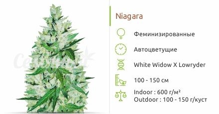 Сорт конопли Niagara auto Niagara auto fem