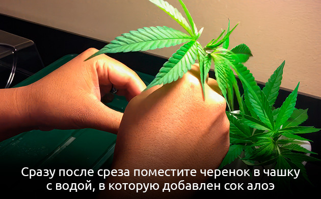 Использование алоэ при клонировании Подготовка черенков к укоренению