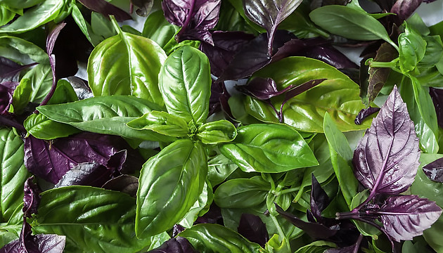 Базилик отпугивает насекомых Базилик средство против тли