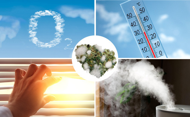 Внешние факторы ухудшения качества урожая марихуаны Воздух, температура, свет и влажность