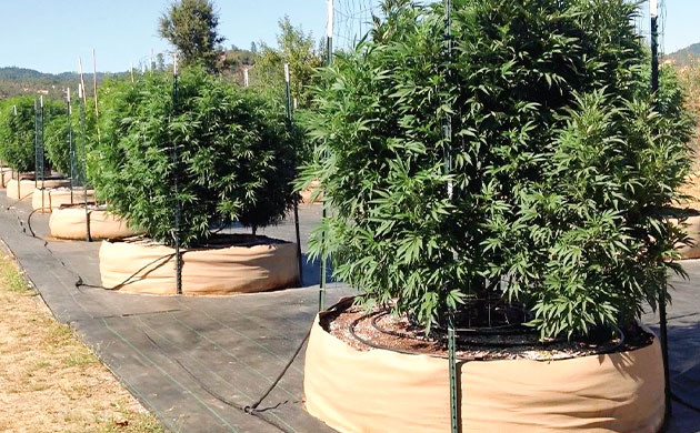 Размер горшка для выращивания крупного каннабиса Большой горшок для большого куста