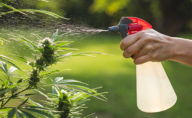 Опрыскивание и защита: после опыления Предотвращение распространения пыльцы: важные шаги