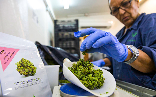 Достижения израильтян в селекции медицинской конопли Выведение новых КБД сортов в Израиле