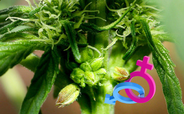 Конопля-гермафродит Мужские и женские признаки у конопли