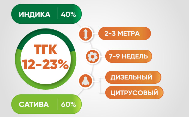 Основные характеристики сорта Diesel Параметры гибрида Diesel