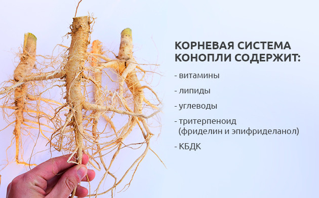 Состав корней каннабиса Что содержит корневая система конопли