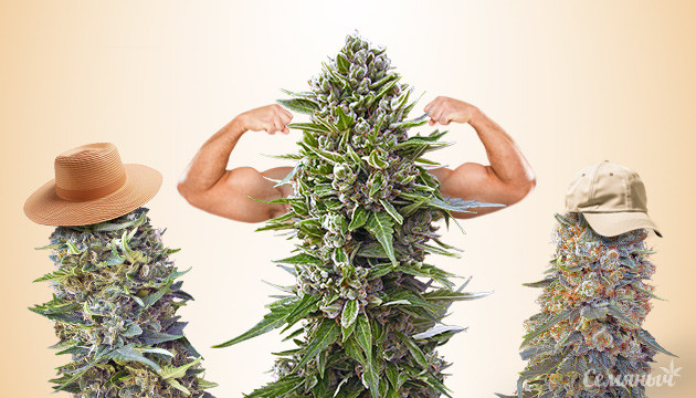 Конопля в различных формах Разнообразие конопли