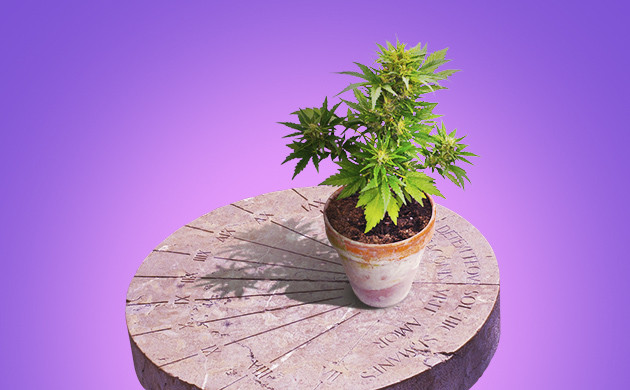 Световой день и конопля Зависимость цветения от светового дня