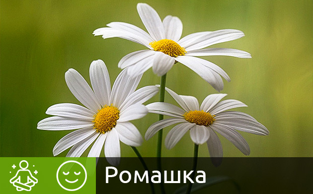 Использование ромашки и конопли Цветки ромашки