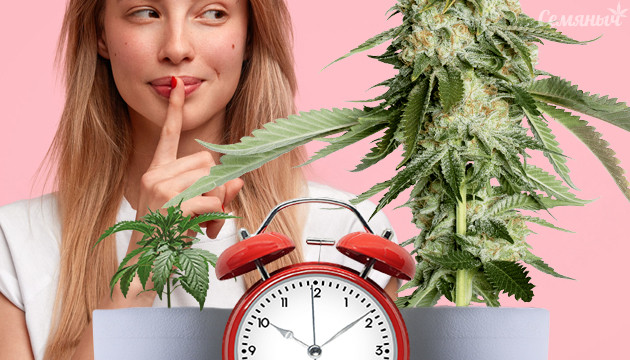 Секреты быстрого выращивания конопли Выращивание конопли