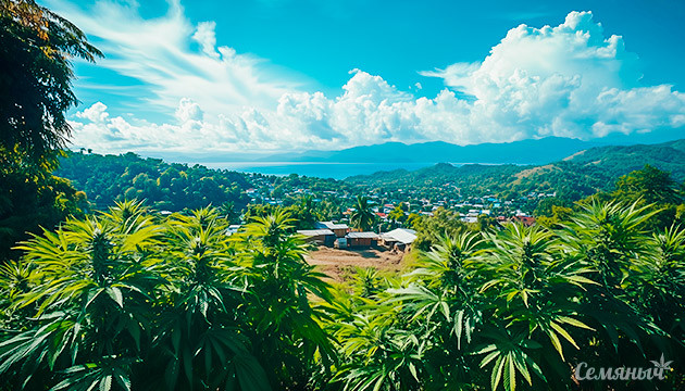 Каннабис на Ямайке: культура и жизнь Влияние конопли на ямайскую культуру