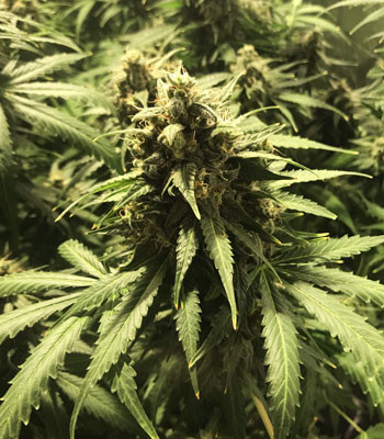 Соцветие перед харвестом Созревшая кола Jack 47 Auto перед харвестом