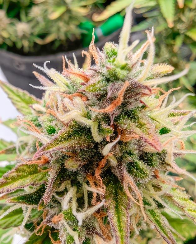9 неделя сорта Strawberry Banana Auto от FastBuds