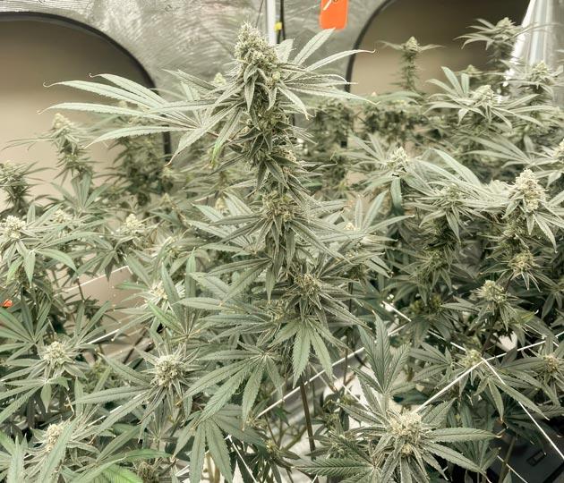 Корректировка питания марихуаны Финальная стадия цветения каннабиса