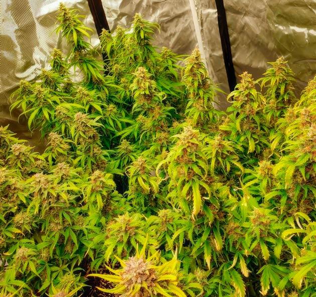 Проблемы со 2 растением 13-я неделя развития сорта Northern Lights 10 of 10