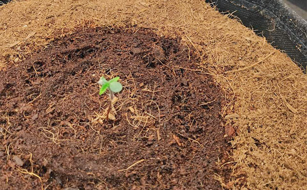 Подготовка к выращиванию Strawberry Gorilla Auto Strawberry Gorilla Auto: начало гроурепорта