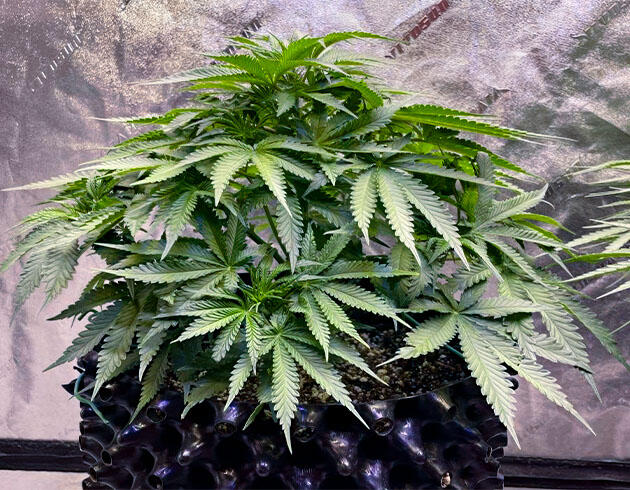 Куст конопли перед началом цветения после вегетации