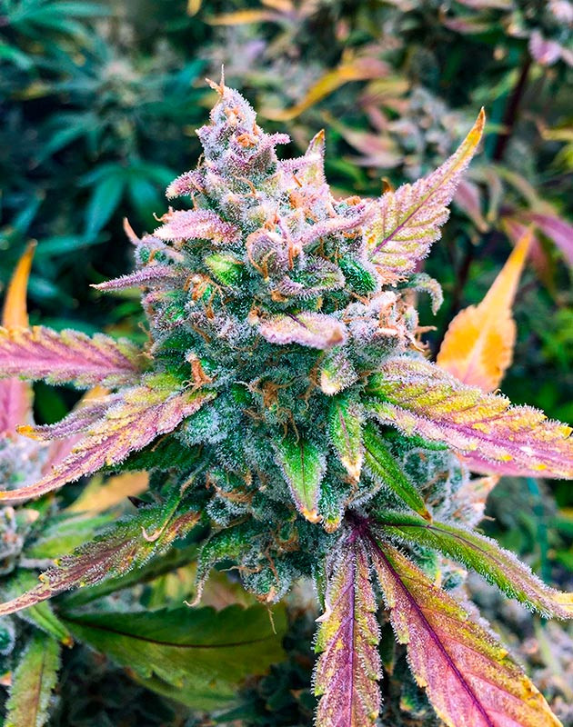 Появление янтарных трихом у марихуаны Формирование шишек конопли