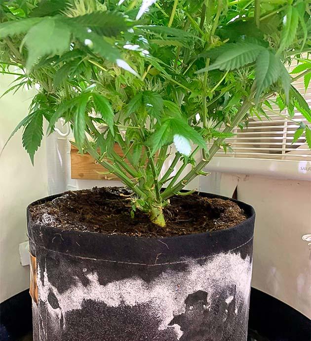 Снижение удобрений и подготовка к финальной дефолиации Конопля с густой смолой и белым налетом солей