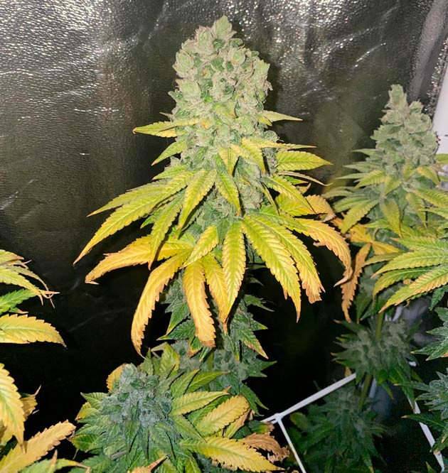 14 неделя роста конопли Созревшая шишка каннабиса