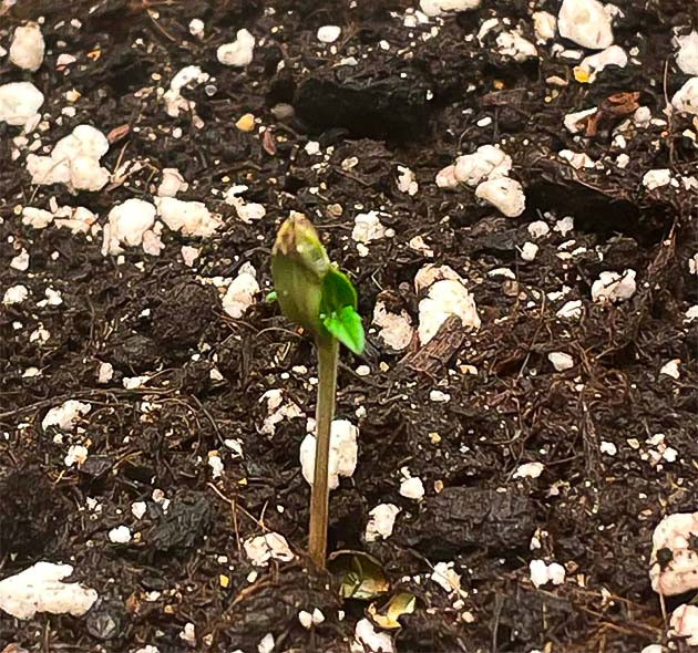 Проращивание семени и световой режим Росток Dos-Vi-Dos fem от сидбанка Семяныч на 1-2 неделе