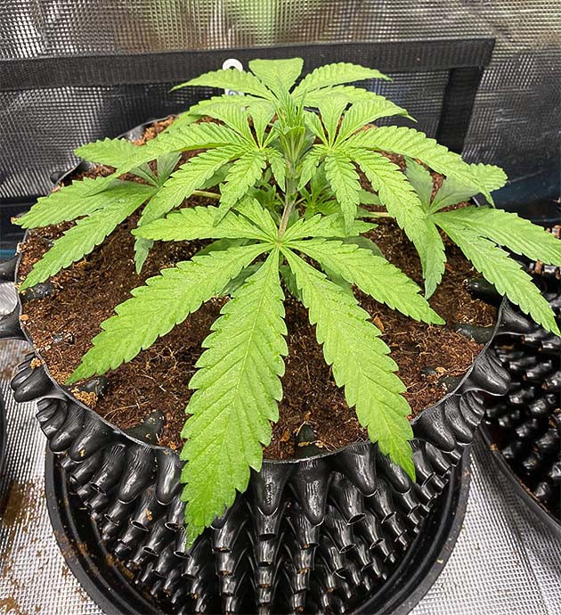 Проращивание сорта марихуаны Gorilla Glue #4 Проращивание семян конопли Gorilla Glue #4