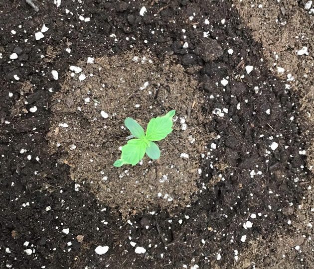 Успешное проращивание Godzilla Cookies Auto Проращивание семян Годзилла кукис авто в торфяных таблетках