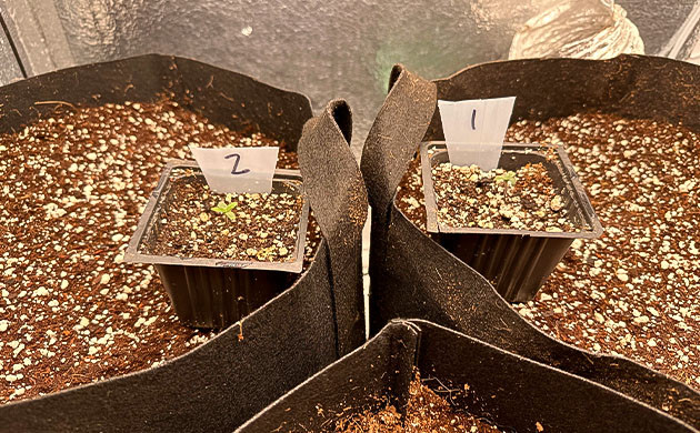 Появление корешков марихуаны Уход и условия для роста конопли