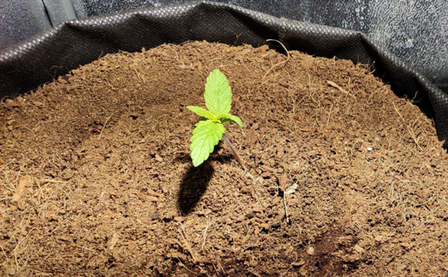 Использование удобрений Plagron Cocos AB с 1 недели выращивания Росток Auto White Widow