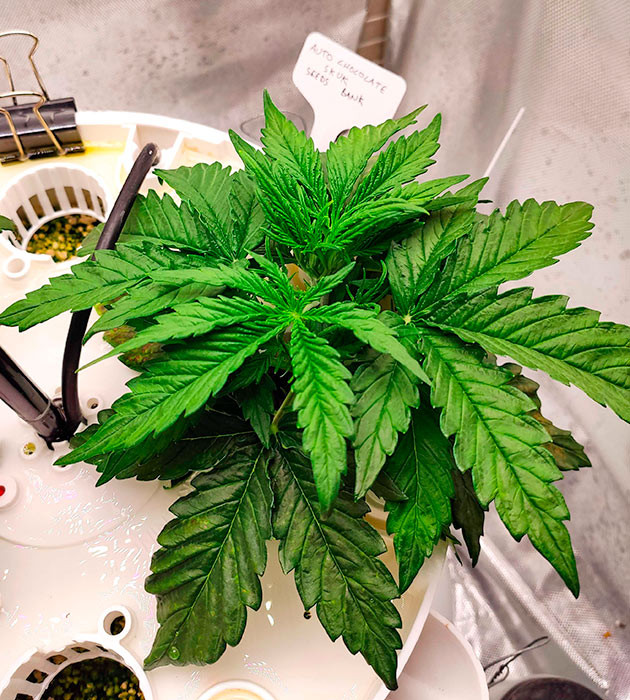 Растение конопли Auto Chocolate Skunk Конопля Auto Chocolate Skunk в гидропонной установке
