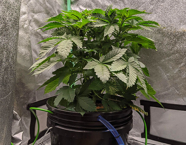 Тренировка растения Blue Gelato 41 Тренировка куста конопли Blue Gelato 41