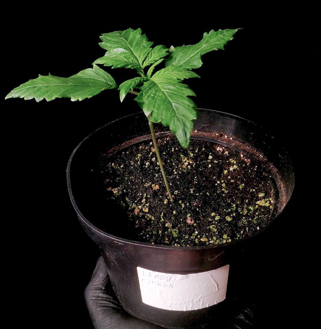 Баланс длины междоузлий Lemon Citron Активное развитие на третьей неделе Lemon Citron