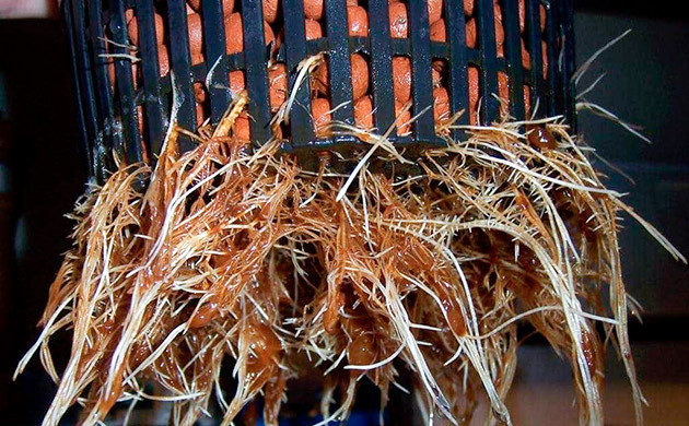 Профилактика корневой гнили у каннабиса Корневая гниль каннабиса