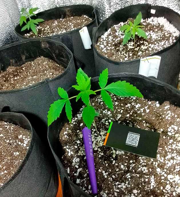 Развитие растишки Растишка Sexy Cinderella Auto от Семяныча на 3 неделе