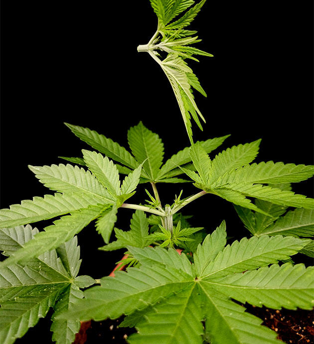 Проведение топпинга и состав удобрений для марихуаны Растишка Tropicana Cookies FF на стадии вегетации