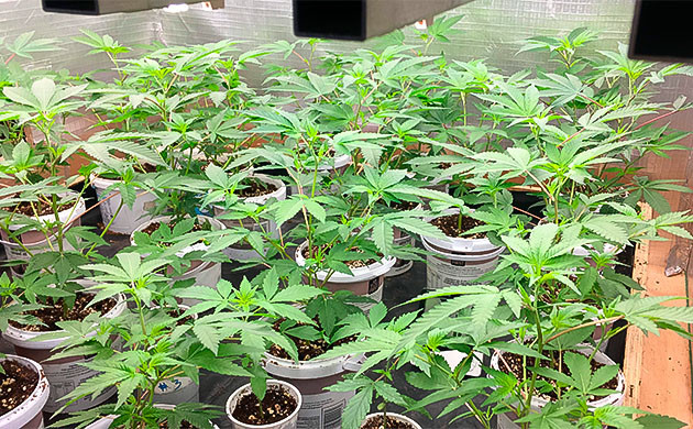 Добавление удобрений и питание Влияние микоризы на Godzilla Glue #4