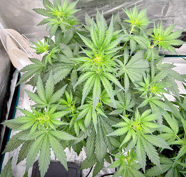 Использование «Автопотов» при выращивании Medusa F1 Auto Оптимизация полива для Medusa F1 Auto