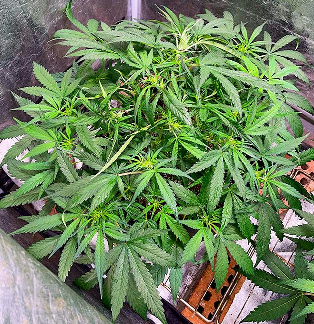 Тренировка куста Bruce Banner Auto Стимуляция цветения Bruce Banner Auto