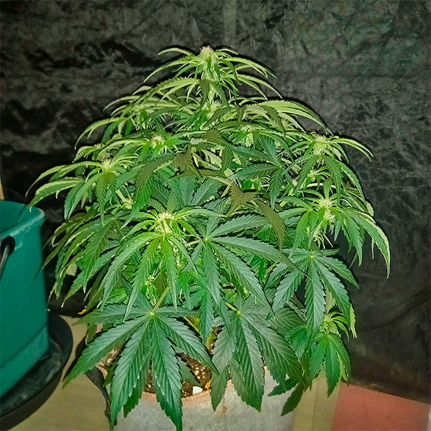 Стадия цветения конопли Куст Apollo F1 Auto ростом 49 см