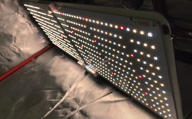 4 неделя выращивания конопли + Speed Auto Освещение конопли