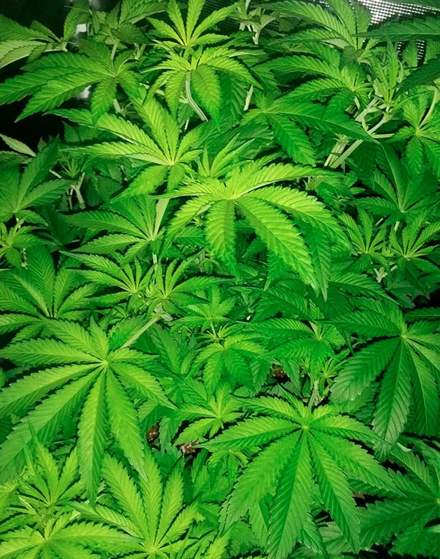 Корректировка питания на 6 неделе Куст ростом 55 см