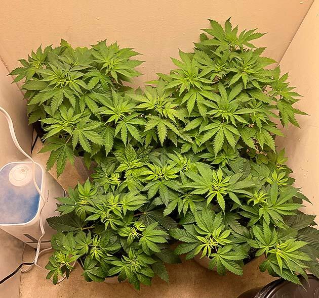 Кусты Mac n’ Jack R1 на 5 неделе развития