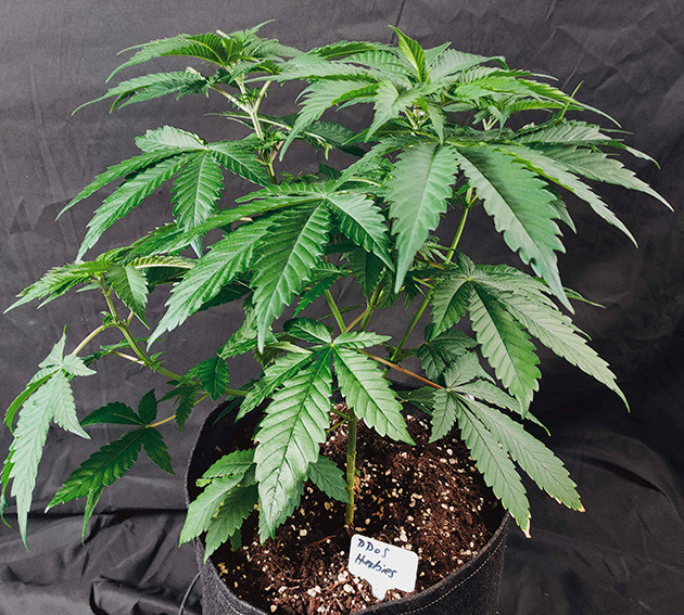 Куст конопли до предцвета