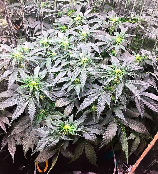 Активное цветение сорта конопли Gelato Auto Куст Gelato Auto ростом 35 см