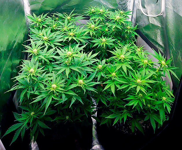 Появление аромата в гроубоксе на 7 неделе Кусты с формирующимися соцветиями