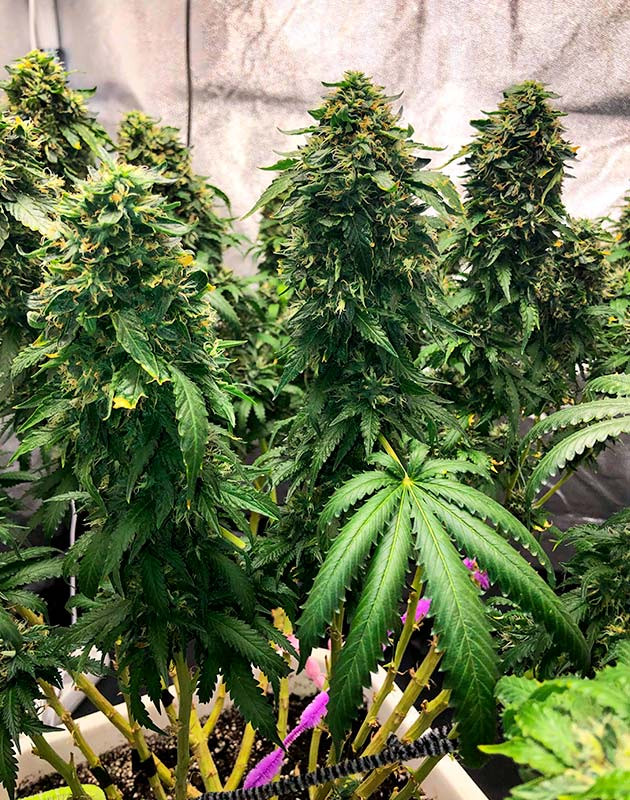 Соцветия округляются, но листва получает химический ожог Расстройство питательного режима и решение