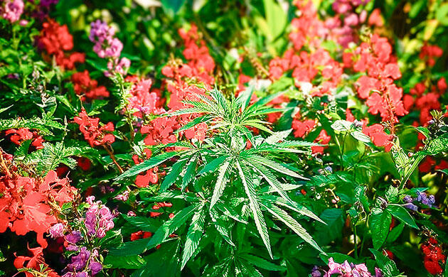 Использование декоративных культур в смешанных посадках Посадка конопли в окружении садовых цветов