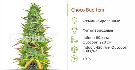 Сорт конопли Choco Bud Choco Bud fem (Vision Seeds)
