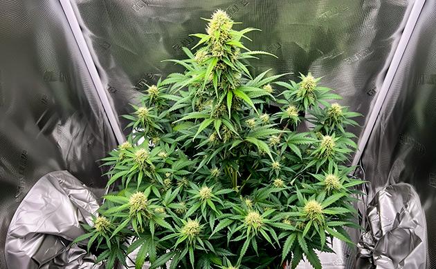 Цитокинины — фитогормоны, играющие ключевую роль в формировании густой мощной кроны Цитокинины – мастера клеточного деления