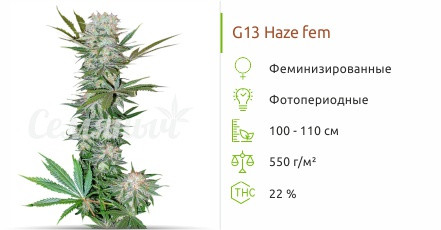 Сорт марихуаны G13 Haze G13 Haze от Barney's Farm